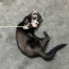 フェレット(1匹 メス) 里親募集  サムネイル3