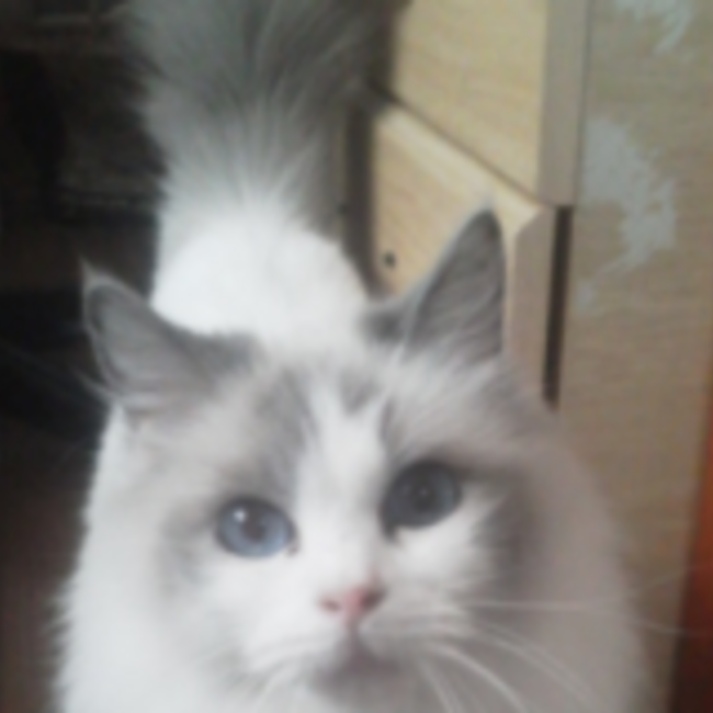 トムとラムのカバー写真