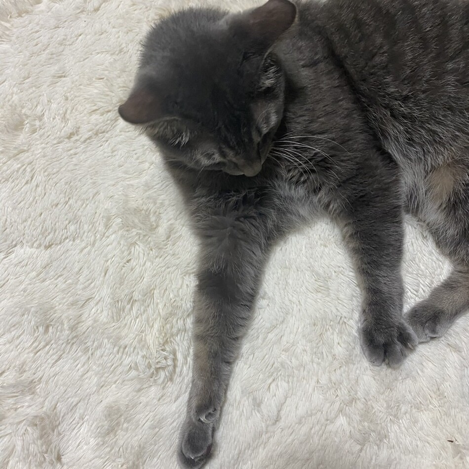 オレオのカバー写真