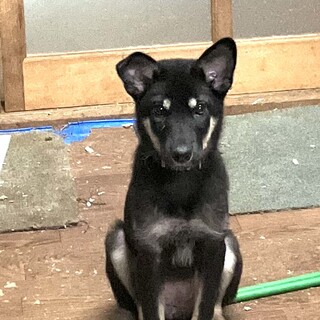 生後約4ヶ月の子犬里親緊急募集