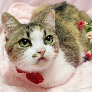 いつでも側にいてくれる！おっとり甘えん坊『ココア』