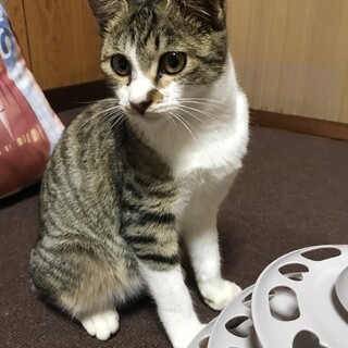 キジトラ4〜6ヶ月人懐っこい子猫