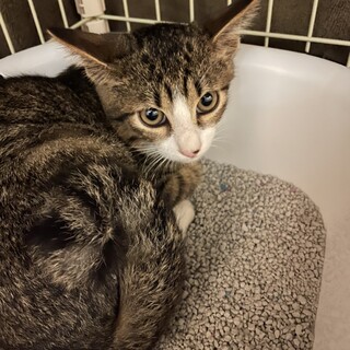 キジトラの可愛い子猫