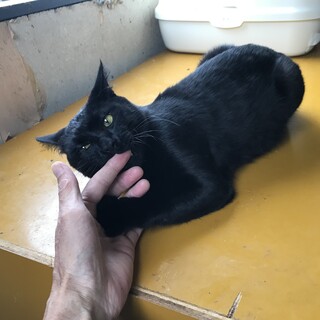 人が大好きなのに棄てられた黒猫