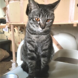 緊急！家屋差押・家失くす23匹／尊（みこと）ちゃん