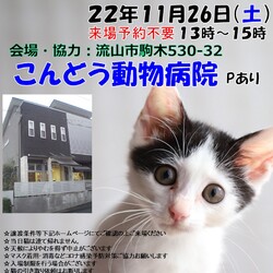 【流山市】11/26（土）こんどう動物病院保護猫譲渡会 サムネイル1