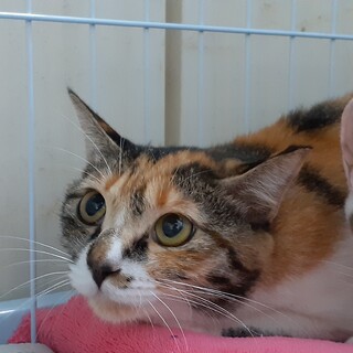 緊急！家屋差押・家失くす23匹／識（しき）ちゃん