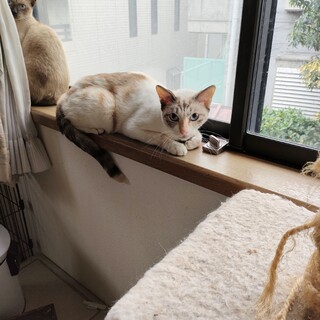 【里親募集中♪】シャムミックスの女の子