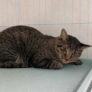 緊急！家屋差押・家失くす23匹／和多（わた）君