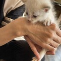 保護してすぐの仔猫。預かり期限が短く、急募です！！