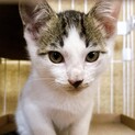 生後約二ヶ月の子猫/キジ白