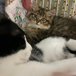 モフモフ可愛い♡キララちゃん