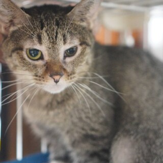 【ほのか】おかげさまで里親様が決まりました。