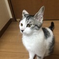 仔猫2匹  10ヶ月 (^^)