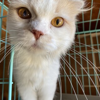 甘えたさんの美人のよつばちゃん