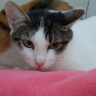 緊急！家屋差押・家失くす23匹／音（おと）ちゃん