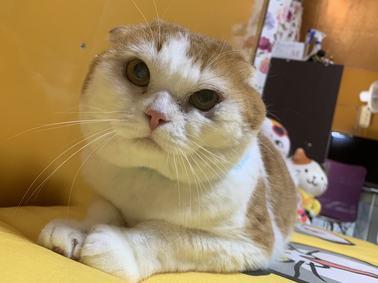スコティッシュフォールド 佐賀県 猫の里親募集 ペットのおうち 月間利用者150万人