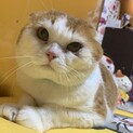 スコティッシュフォールドまるもくん