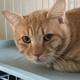 緊急！家屋差押・家失くす23匹／心（しん）くん