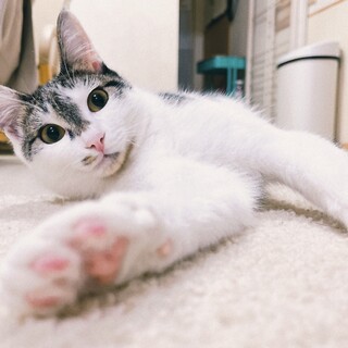 ペア希望　おかかちゃん