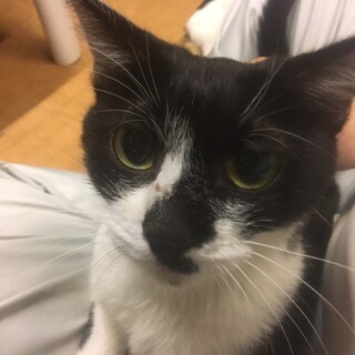 緊急！家屋差押・家失くす23匹／燦（さん）ちゃん