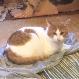 緊急！家屋差押・家失くす23匹／首里（しゅり）君