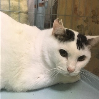 緊急！家屋差押・家失くす23匹／密（みつ）君