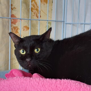 緊急！家屋差押・家失くす23匹／日見（ひみ）君