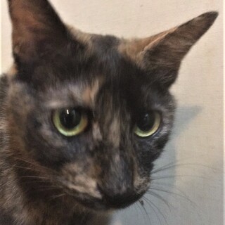 緊急！家屋差押・家失くす23匹／市（いち）ちゃん