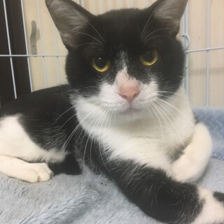 緊急！家屋差押・家失くす23匹/　信乃（しの）君