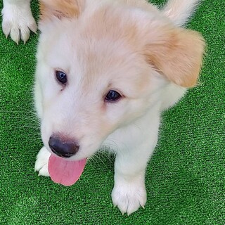 【応募多数の為一旦終了】ふわふわ可愛いしゅろくん