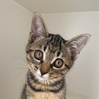 10/23宮代町譲渡会　ヘーゼルちゃん　3ヶ月