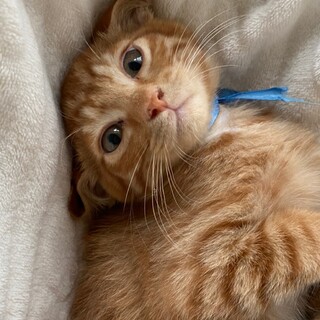 1/22荒川区譲渡会　ジェイミー君　