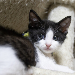 おっとりしたハチワレちゃん里親募集中