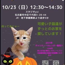 ちびねこと大人ねこ☆譲渡会