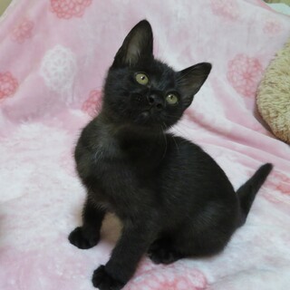 甘えん坊のミツ君☆3ヶ月弱