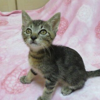 おもちゃを運ぶカワイイ子　アン君☆男の子