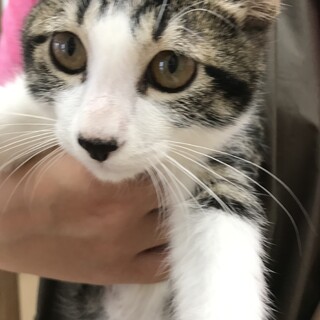 ☆クリクリお目目キジシロのレン君☆3ヶ月半