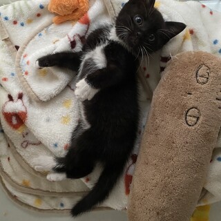 ぬいぐるみみたいな可愛い白黒男の子