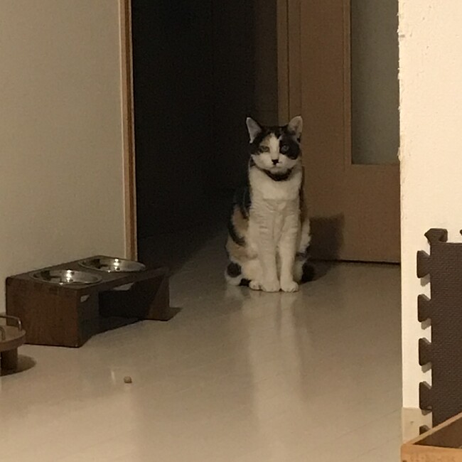 たかおみほのカバー写真