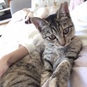 避妊・ワクチン済！超〜甘えん坊子猫！