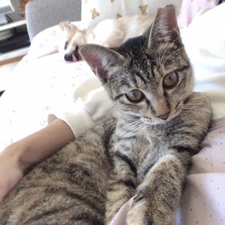 避妊・ワクチン済！超〜甘えん坊子猫！