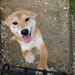 尾っぽフラフラのイタズラっ子