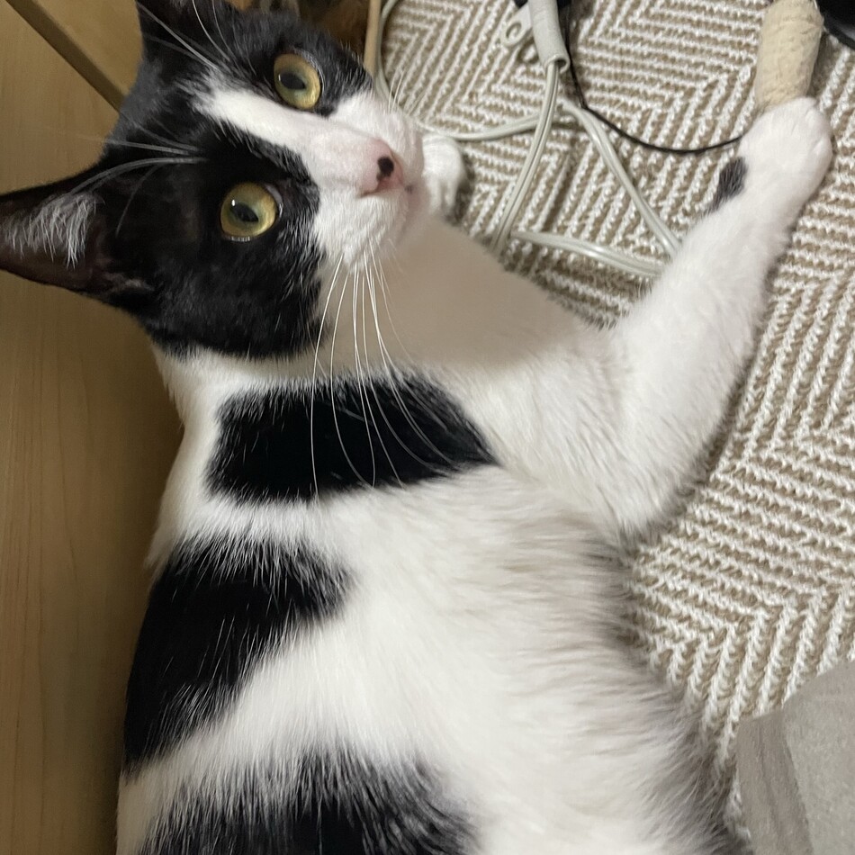 にしんのカバー写真