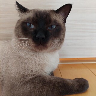 大ちゃんをトライアルして見ませんか！１匹希望の方！