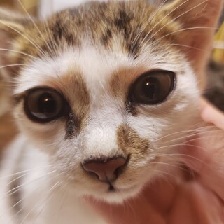 ぱっつん前髪！お目々クリクリ　手術・マイクロチップ