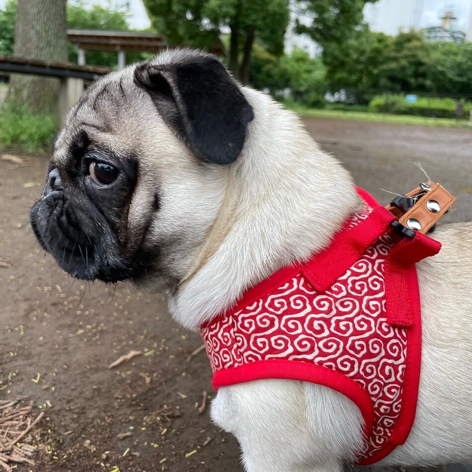 あずきのカバー写真
