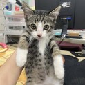テンテン君のずっとのお家を募集！