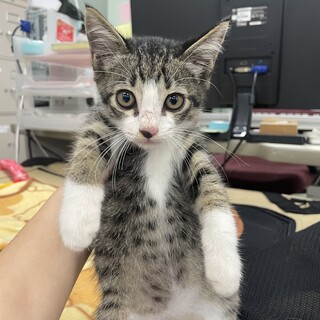 テンテン君のずっとのお家を募集！