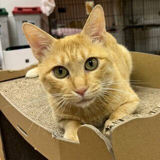 超絶☆甘えん坊　抱っこ大好きマン　エース♂